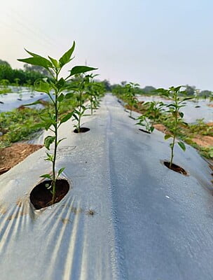 MULCH INDIA-M 2 MULCH INDIA-M 2