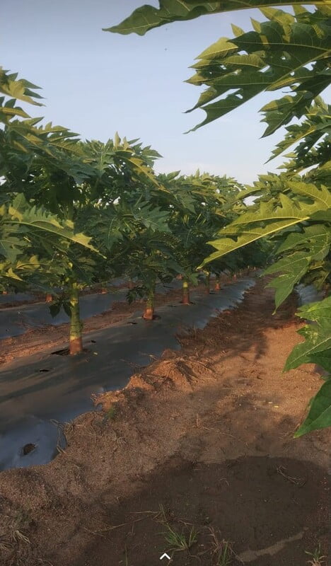 Mulch India-G II Mulch India-G II