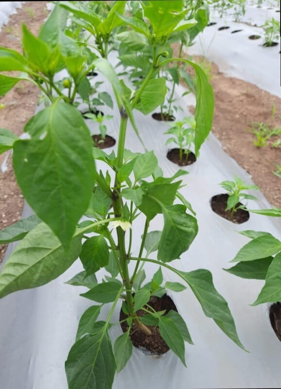 Mulch India-G I Mulch India-G I