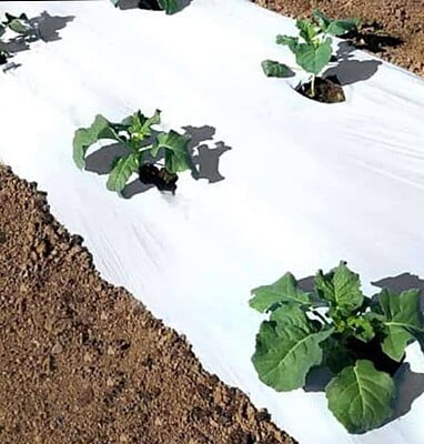 Mulch India-G I- GOLD Mulch India-G I- GOLD