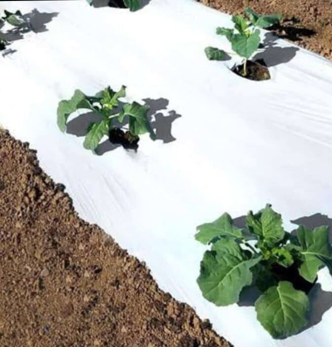 Mulch India-G I- GOLD Mulch India-G I- GOLD