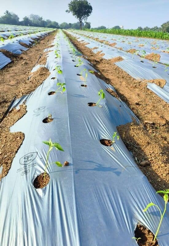 Mulch India-G II- GOLD Mulch India-G II- GOLD